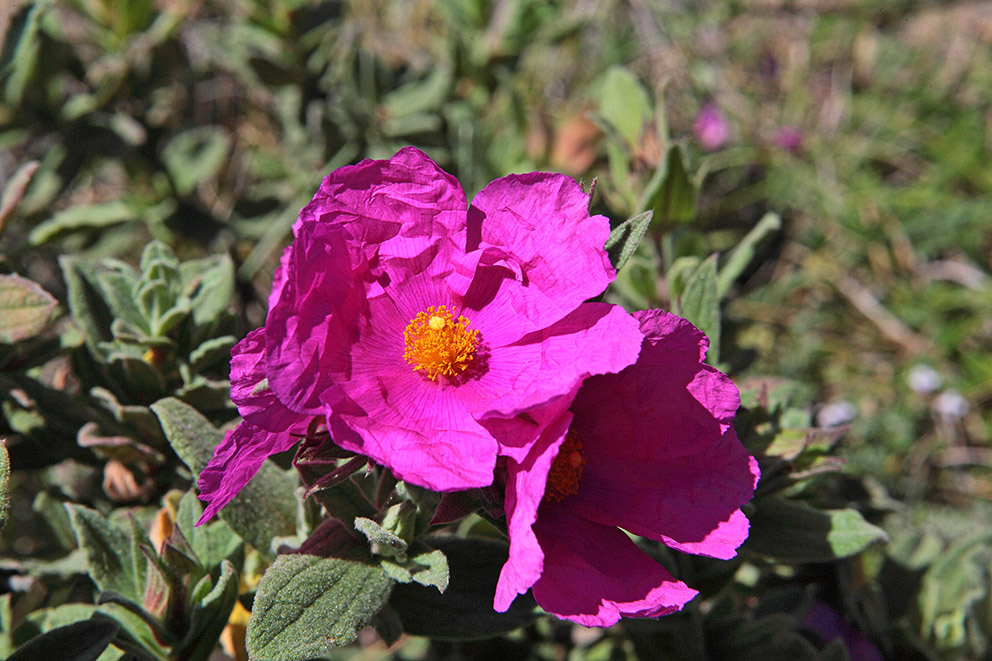 Cistus crispus?